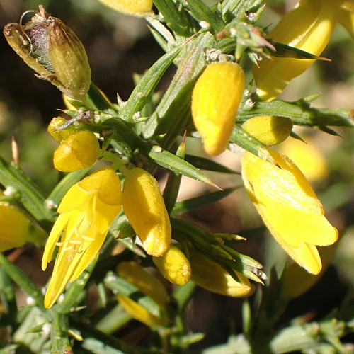 Avistamiento Ulex parviflorus