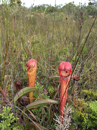 Nepenthes bokorensis