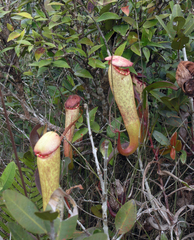 Nepenthes bokorensis