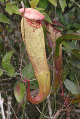 Nepenthes bokorensis