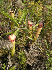 Nepenthes bokorensis