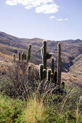 Trichocereus tarijensis
