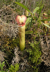 Nepenthes bokorensis