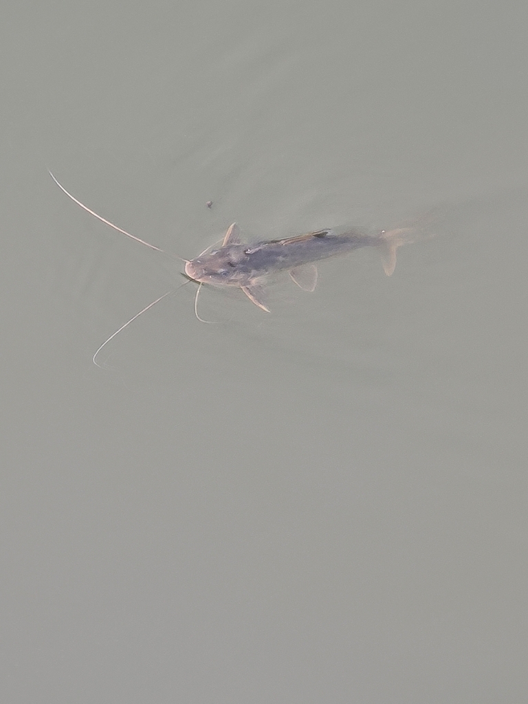 Gevlekte antennemeerval (Pimelodus maculatus) — Pimelodidae