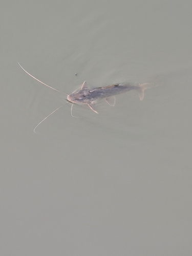 Catfish (Pimelodus maculatus) — Pimelodidae