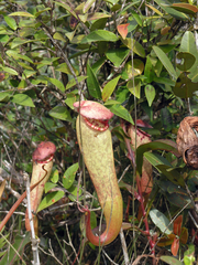 Nepenthes bokorensis