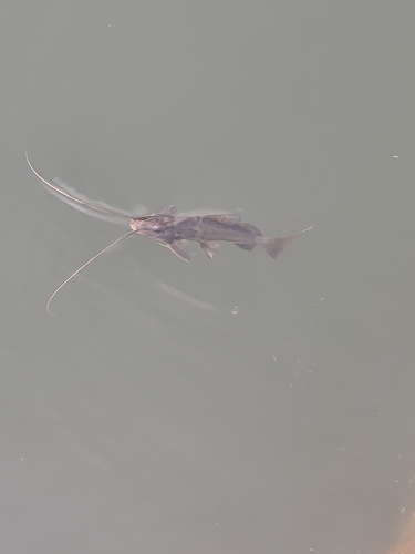 Catfish (Pimelodus maculatus) — Pimelodidae — 5