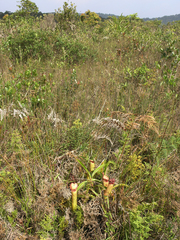 Nepenthes bokorensis