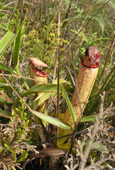 Nepenthes bokorensis