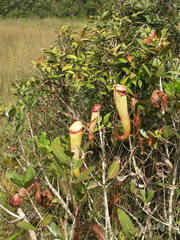 Nepenthes bokorensis