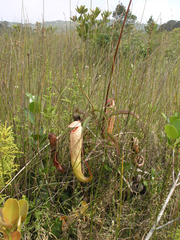 Nepenthes bokorensis