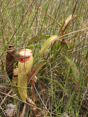 Nepenthes bokorensis