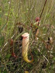 Nepenthes bokorensis