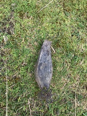 Scyliorhinus stellaris