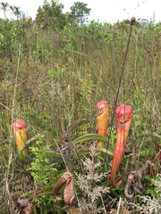 Nepenthes bokorensis