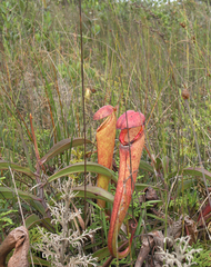 Nepenthes bokorensis