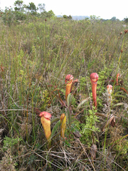 Nepenthes bokorensis