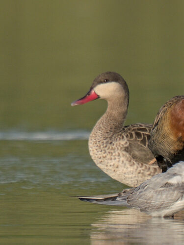 iNaturalist: (c) bedazlesa, some rights reserved (CC BY-NC), uploaded by bedazlesa iNaturalist image