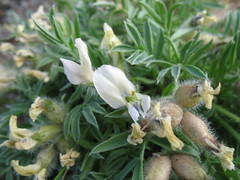 Oxytropis peschkovae