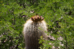 Trichocereus tarijensis