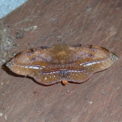 Argidia hypoxantha