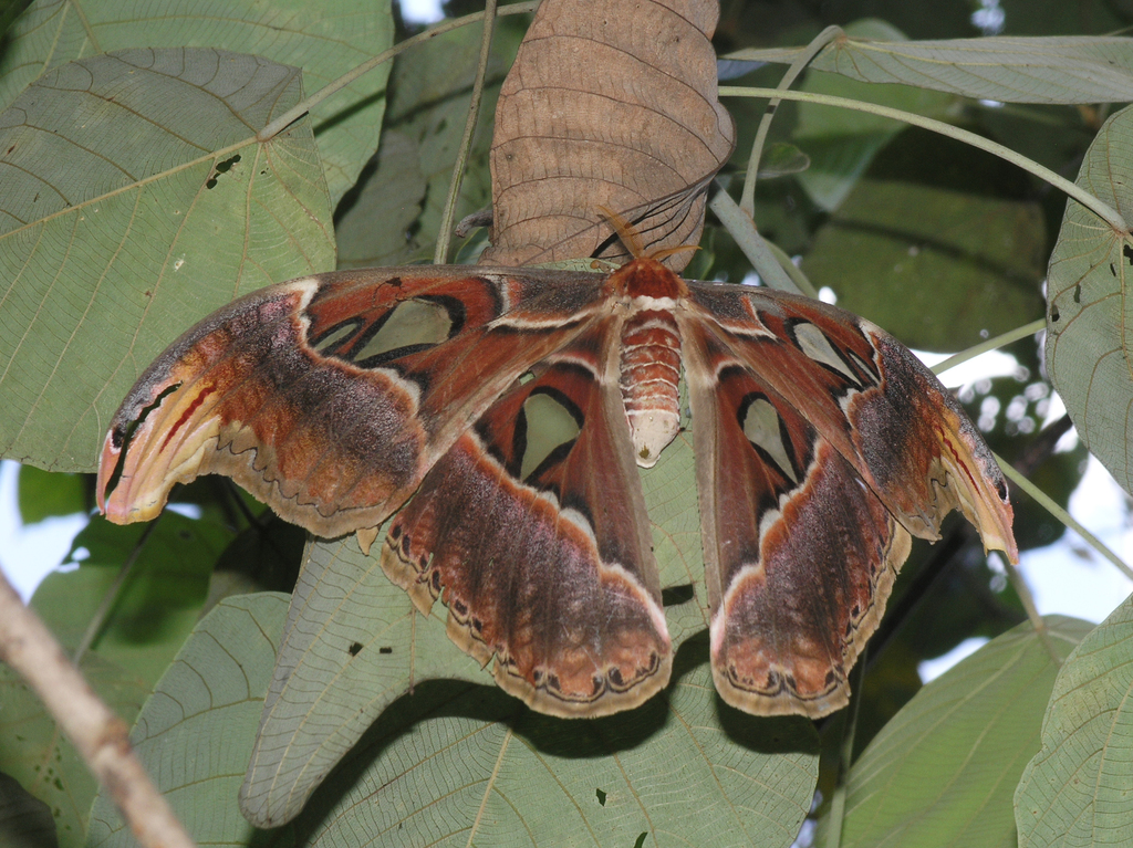 Atlas moth (Attacus atlas)