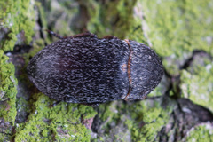 Dermestes laniarius