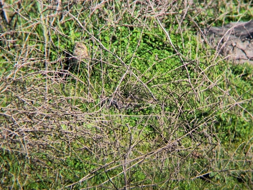 View observation of {o.common_name} on iNaturalist