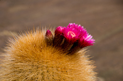 Trichocereus tarijensis