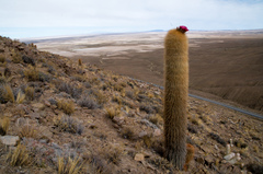 Trichocereus tarijensis