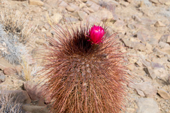 Trichocereus tarijensis
