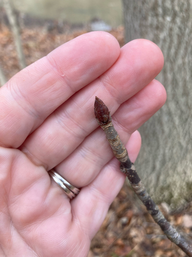 Ohio buckeye
