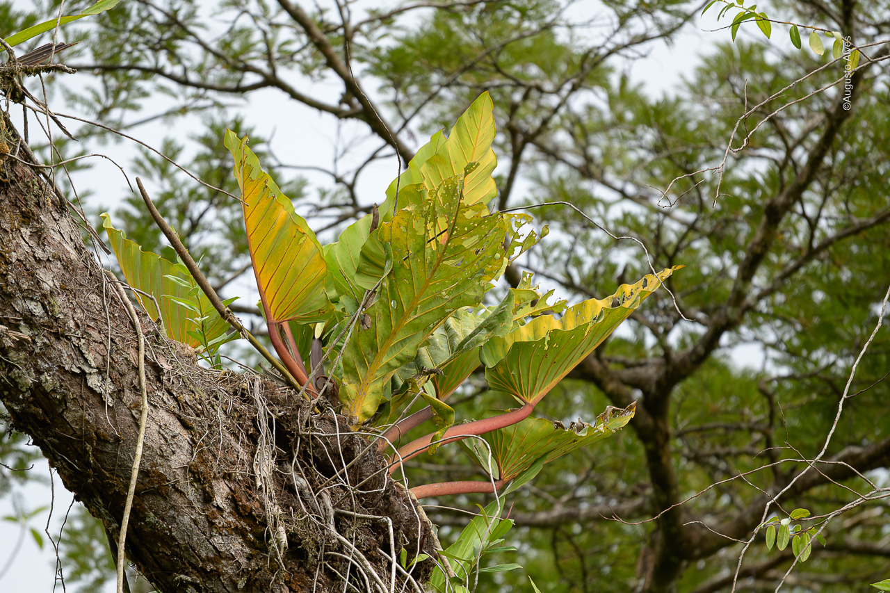 Philodendron melinonii