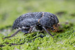 Dermestes laniarius