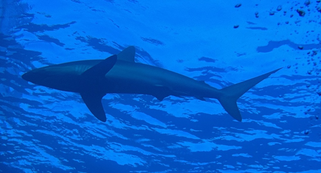 Silky shark cruising below the surface