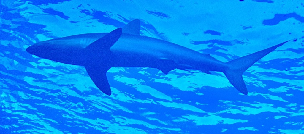 Silky shark swimming near the surface in blue water
