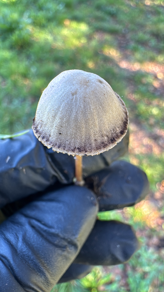 Psathyrella microrhiza