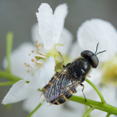 Odontomyia microleon