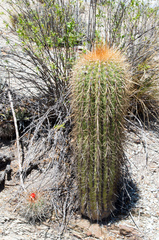 Trichocereus tarijensis