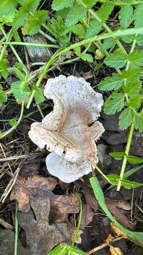 Collybia rivulosa — (c) Elle Sanchez, some rights reserved (CC BY)
