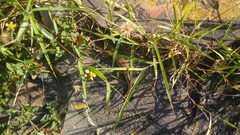 Leiocephalus personatus