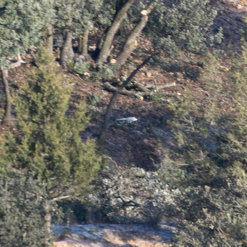 Iberian Magpie (Cyanopica cooki)