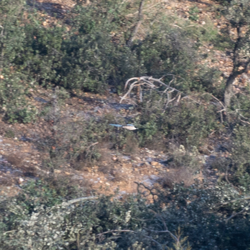 Iberian Magpie (Cyanopica cooki), photo 2