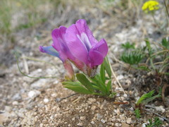 Oxytropis triphylla