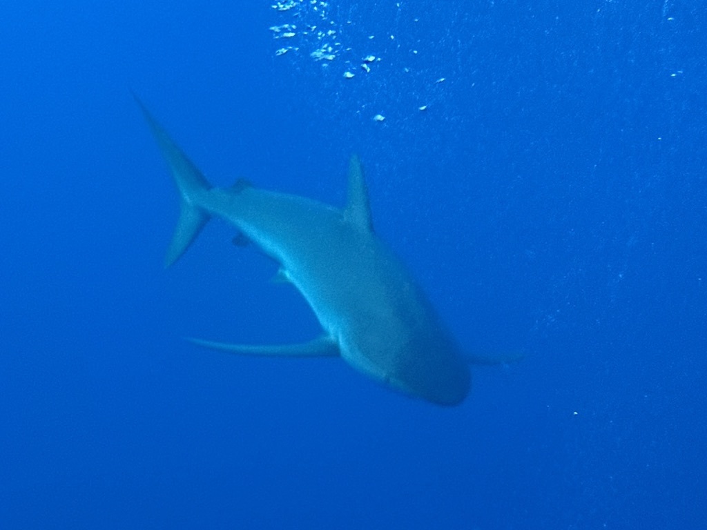 Silky shark swimming in clear blue water