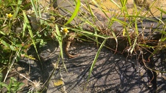 Leiocephalus personatus