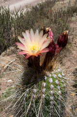 Trichocereus tarijensis