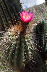 Trichocereus tarijensis