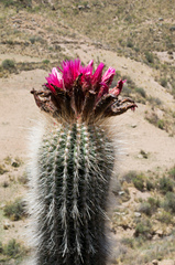 Trichocereus tarijensis