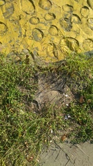 Leiocephalus personatus